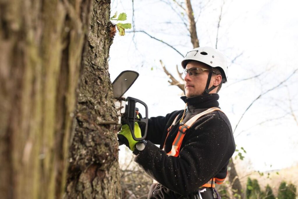 arborist sydney north shore