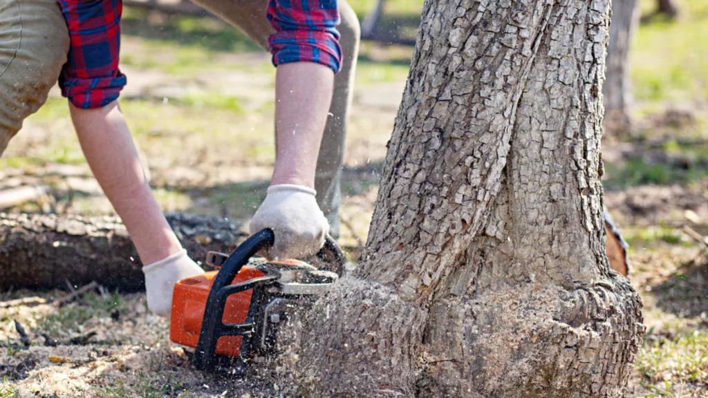 Why You Should Book a Local Tree Pruning Service Near Me