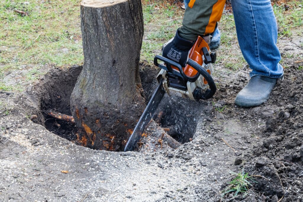 Why You Should Book a Local Tree Pruning Service Near Me