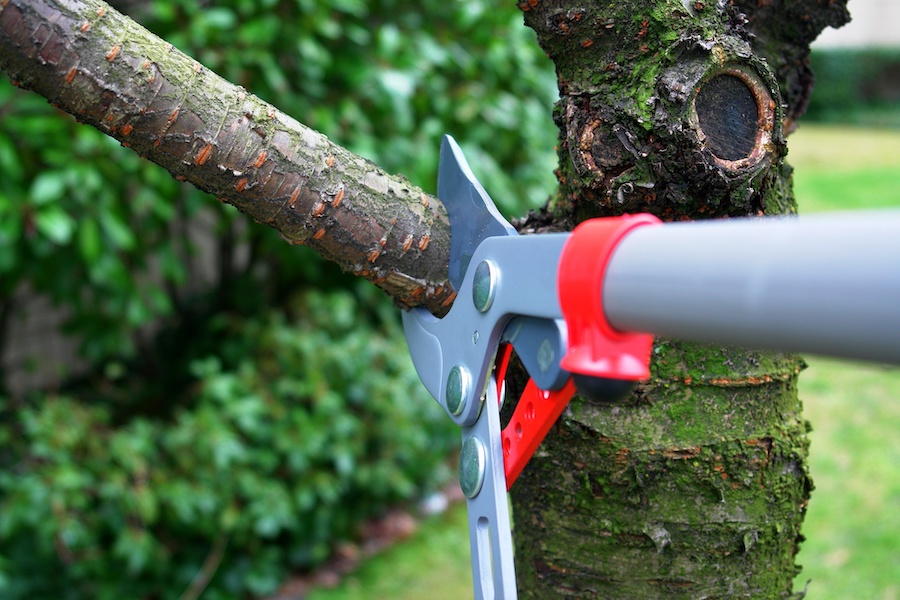The Complete Guide to Safe and Efficient Tree Removal 2026