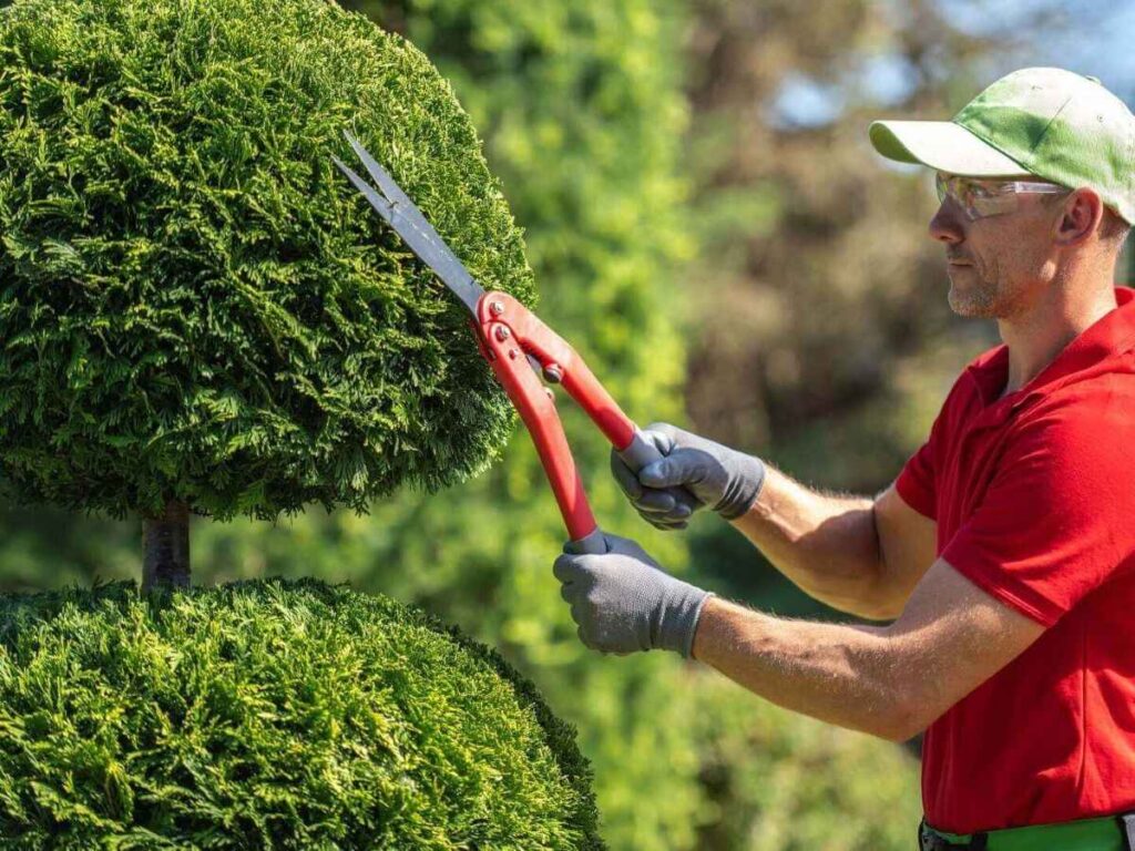 Hedge Trimming Service