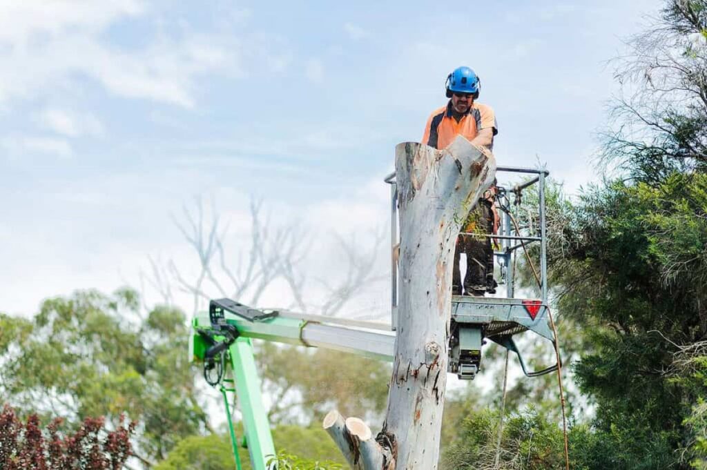 North Shore arborist