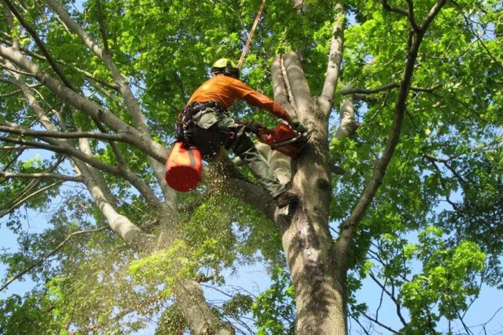 North Shore arborist