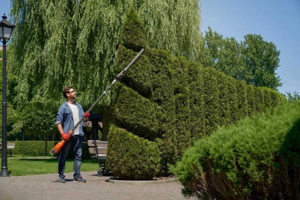 Hedge Trimming Service